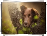 Owczarek australijski, Australian shepherd, Mordka, Drzewo