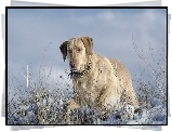 Labrador, Trawy, Śnieg