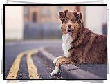 Owczarek australijski, Australian shepherd, Chodnik, Ulica