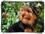 Yorkshire terrier