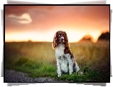 Springer spaniel walijski, Pole, Trawa