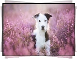Border collie, Wrzos