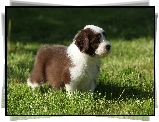 Bearded collie, Szczeniak, Trawa