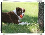 Border collie, Piłeczka, Łąka, Trawa, Drzewo