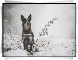 Australian cattle dog, Zima, Śnieg, Gałązki, Rośliny