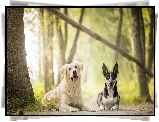 Golden retriever, Australian cattle dog, Las, Drzewa