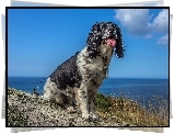 Wybrzeże, Springer spaniel angielski