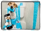 Pies, Jack russell terrier, Papier toaletowy, Telefon, Selfie