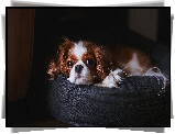 Cavalier king charles spaniel, Puf