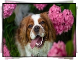 Springer spaniel walijski, Różowe, Hortensje, Rozmyte, Tło