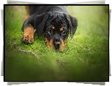 Pies, Szczeniak, Rottweiler, Trawa