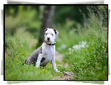 Pies, Szczeniak, Amstaff, American Staffordshire Terrier