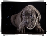 Cane Corso, Korale