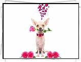 Pies, Chihuahua krótkowłosa, Serduszka, Róże, Romantyk