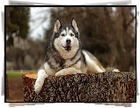 Pies, Siberian husky, Pie, Efekt graficzny