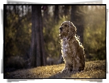 Cocker spaniel amerykański