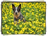 Australian cattle dog, Łąka, Kwiaty