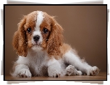 Cavalier King Charles spaniel, Szczeniaczek