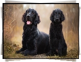 Pies, Dorosły, Szczeniak, Flat coated retriever, Rośliny