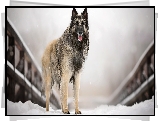 Pies, Owczarek belgijski tervueren, Mostek, Śnieg