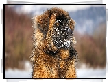 Pies, Leonberger