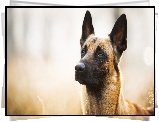 Pies, Owczarek belgijski malinois, Mordka