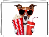 Pies, Jack Russell terrier, Okulary, Napój, Popcorn