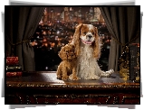 Psy, Cavalier king charles spaniel, Cocker spaniel angielski, Szczeniak, Okno, Miasto, Noc
