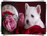 Szczeniak, West highland white terrier, Zegar, Kwiaty