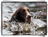 Springer spaniel angielski, Kąpiel