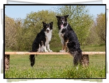 Dwa, Psy, Border collie