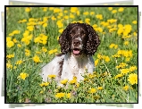 Pies, Springer spaniel angielski, Łąka, Kwiaty, Mniszek