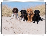 Cztery, Psy, Spaniel angielski, Border collie, Golden retriever, Labrador retriever, Plaża, Piasek, Trawa