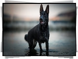Pies, Czarny owczarek niemiecki, Woda